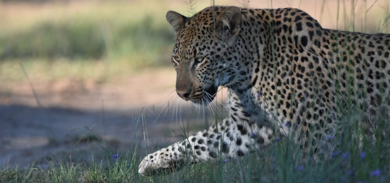 UmPhafa 1st Quarter Update: January – March 2025