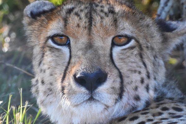 New arrivals on UmPhafa