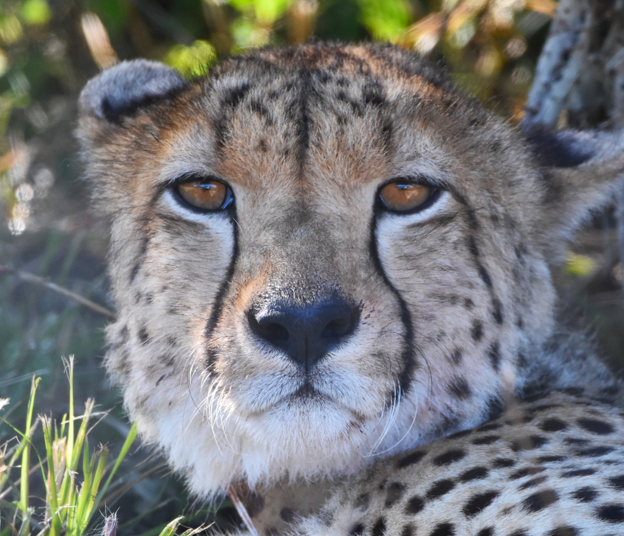 New arrivals on UmPhafa