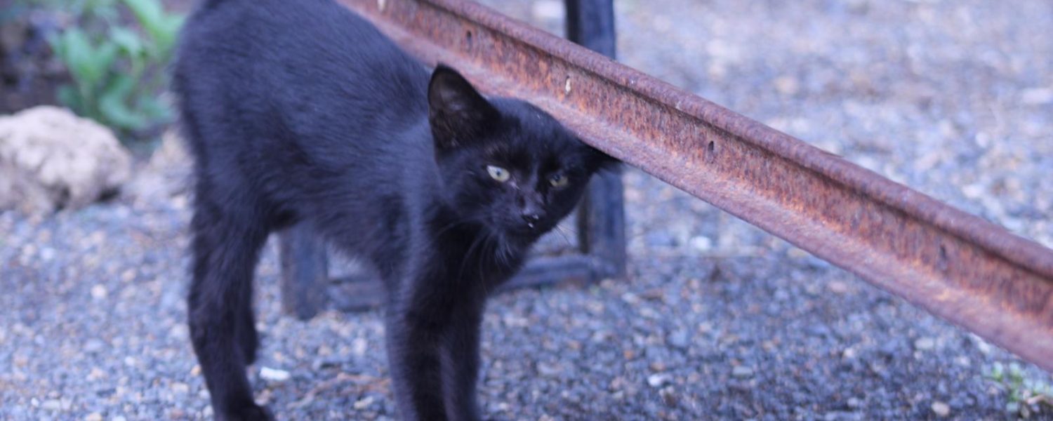 Meet the new Sully cats!