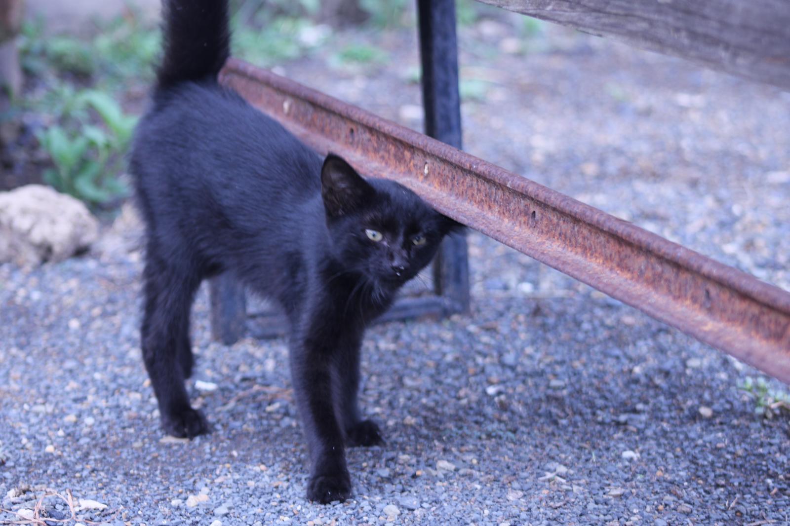 Meet the new Sully cats!
