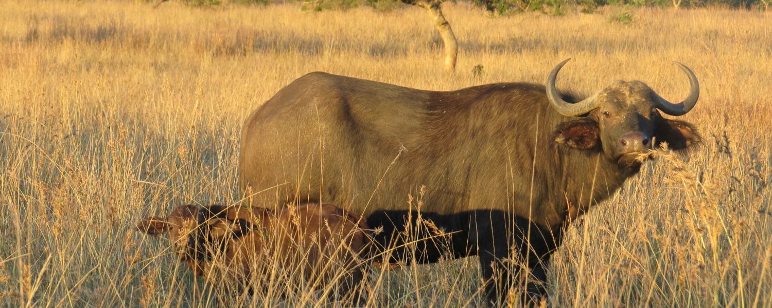 UmPhafa 2nd Quarter Update: April – June 2025
