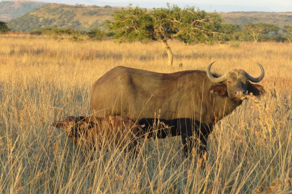 UmPhafa 2nd Quarter Update: April – June 2025