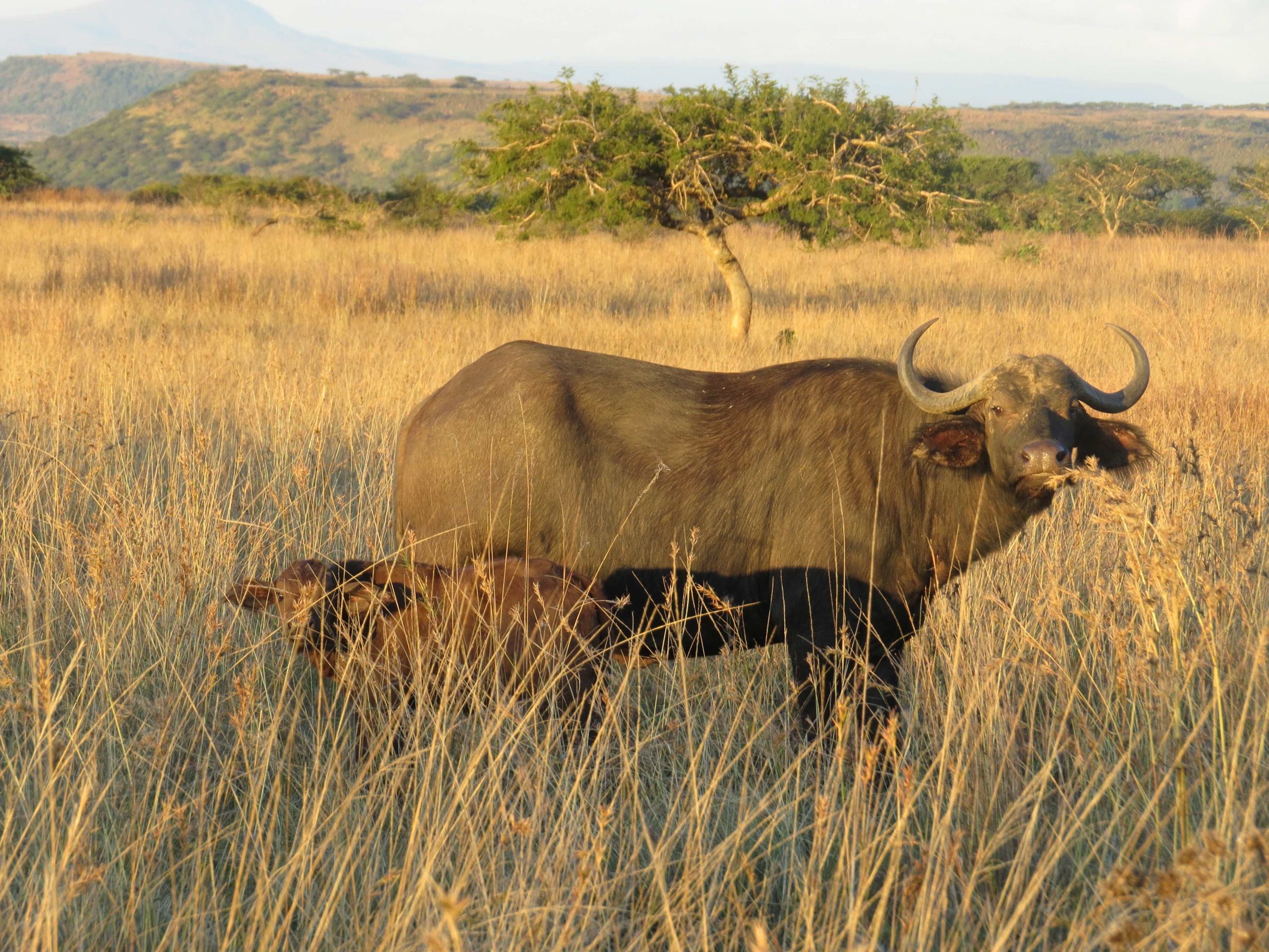 UmPhafa 2nd Quarter Update: April – June 2025