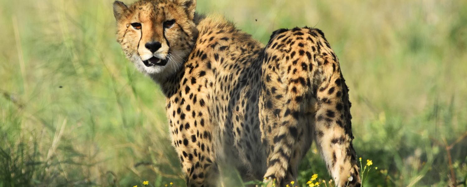 Our Cheetah family – Update