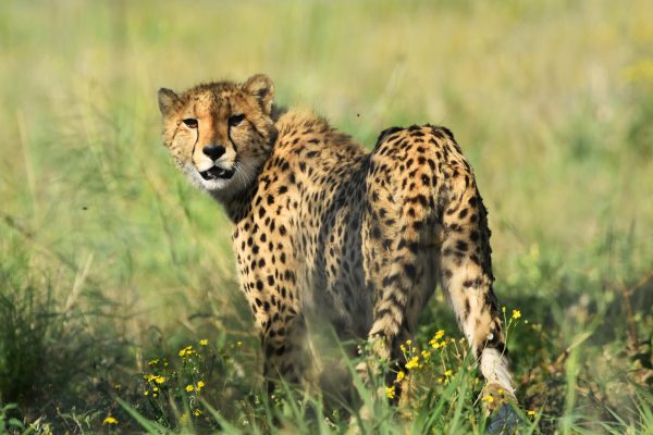 Our Cheetah family – Update