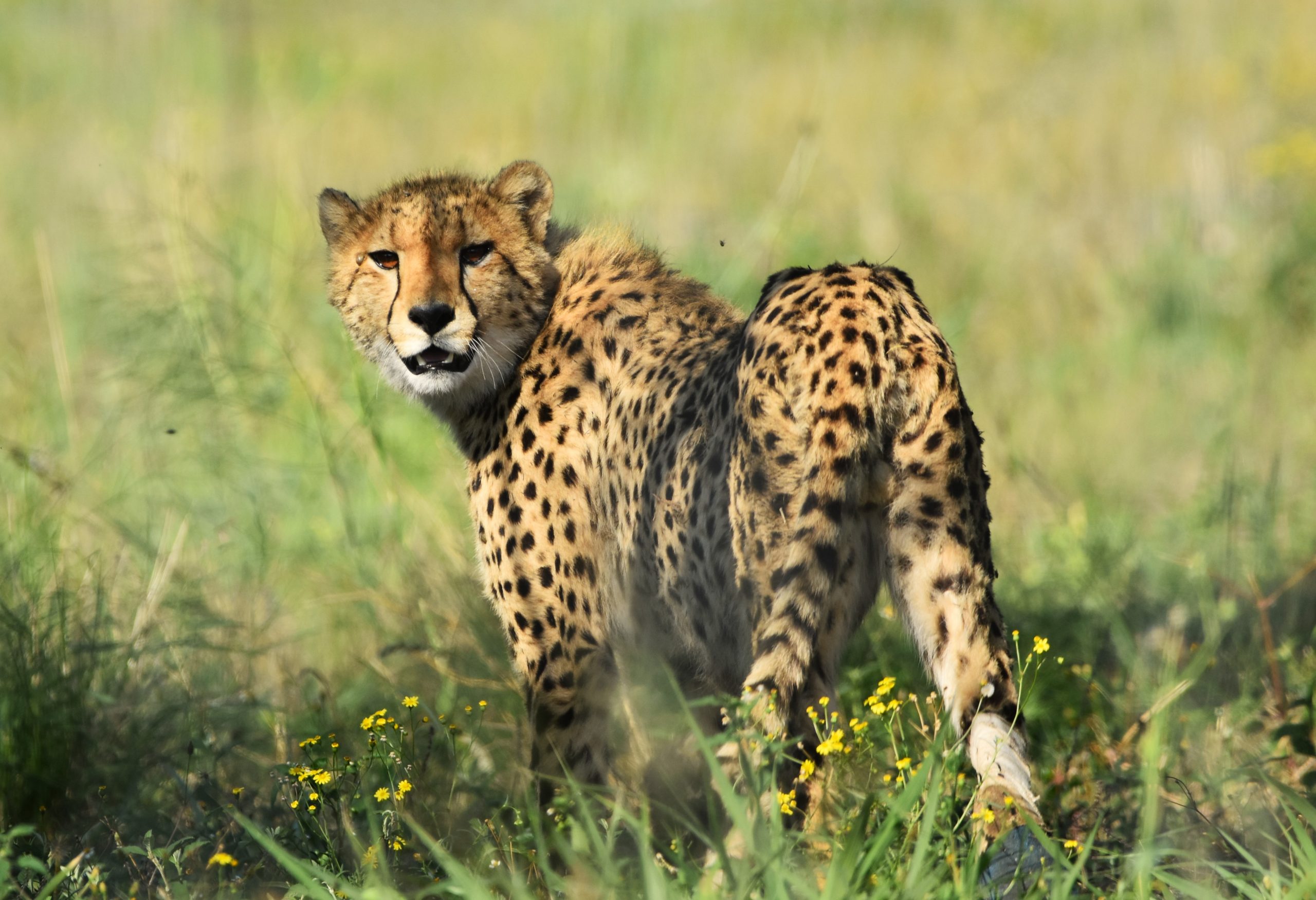 Our Cheetah family – Update