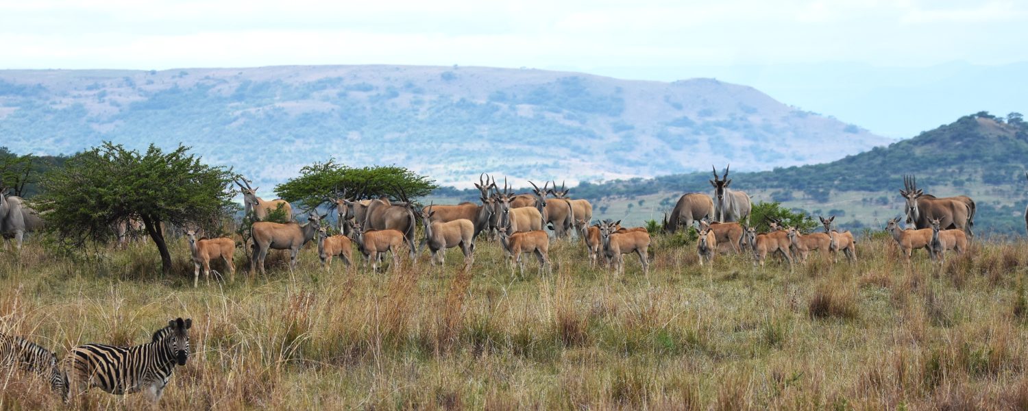 UmPhafa is home to the Eland – the largest antelope in the World!