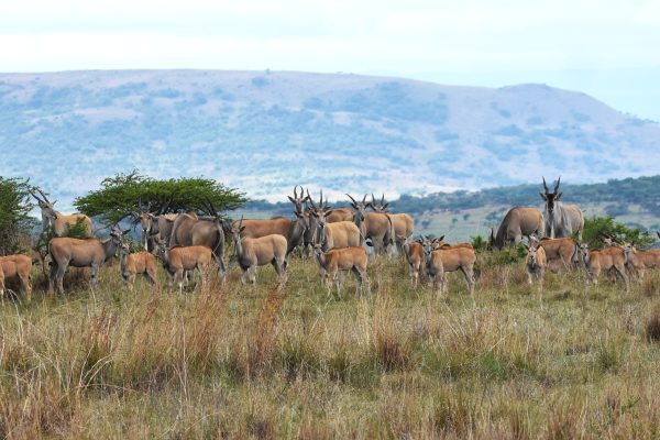 UmPhafa is home to the Eland – the largest antelope in the World!