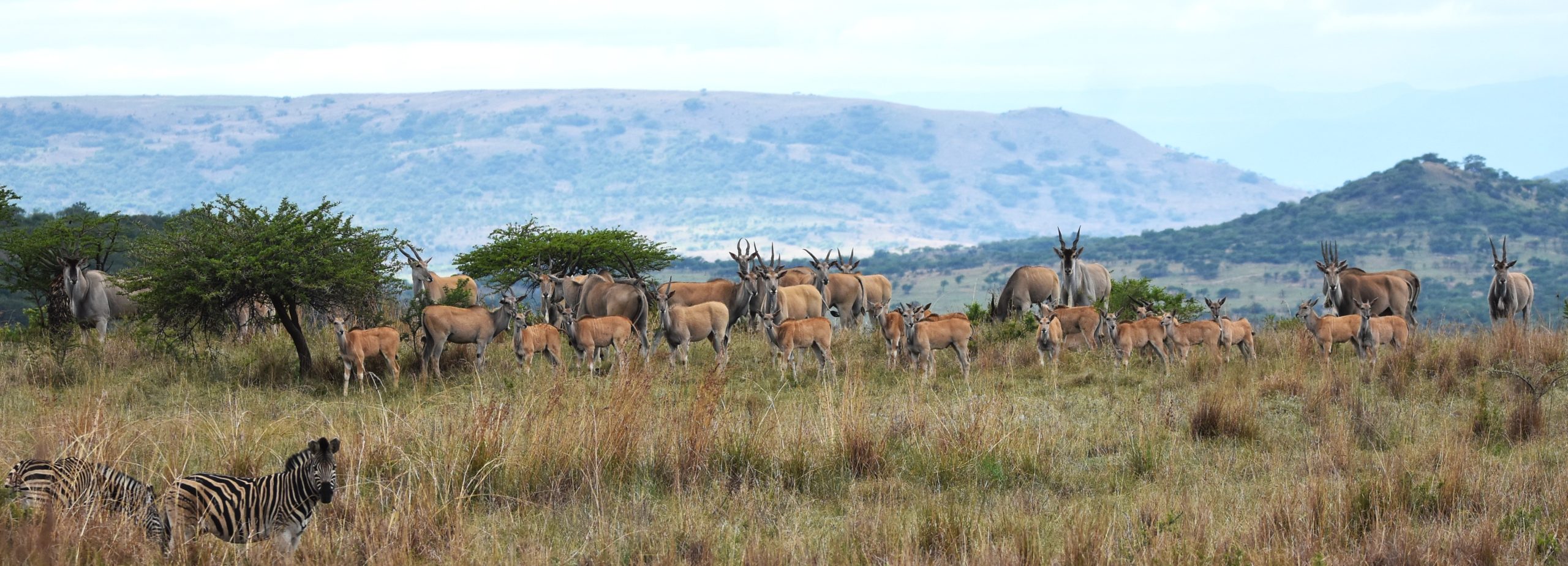 UmPhafa is home to the Eland – the largest antelope in the World!
