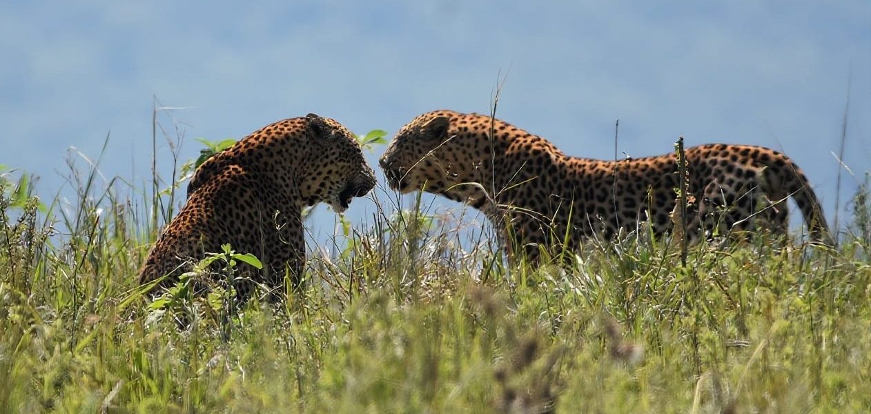 UmPhafa 1st Quarter Update: January – March 2026