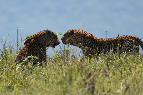 UmPhafa 1st Quarter Update: January – March 2026