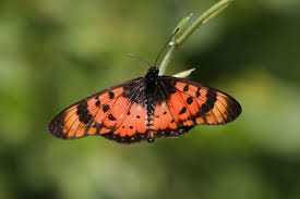 Four New Species at UmPhafa!