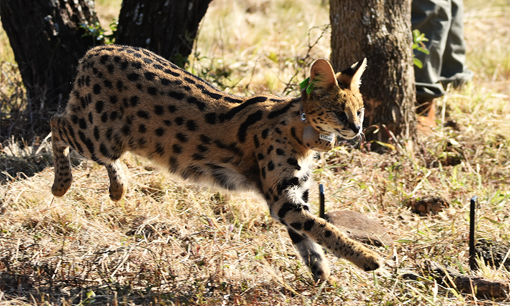 Two new male servals introduced to UmPhafa
