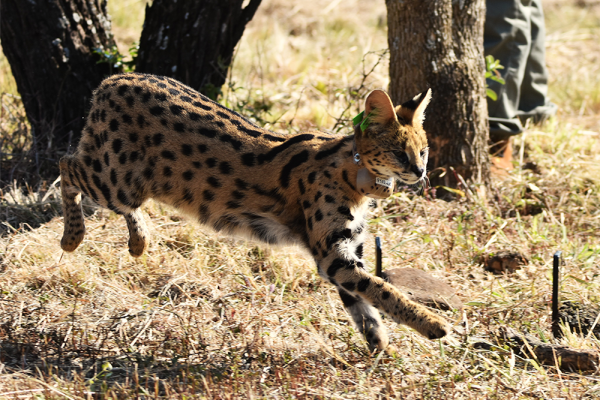 Two new male servals introduced to UmPhafa