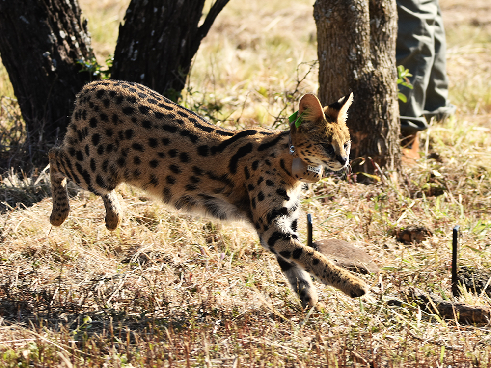 Two new male servals introduced to UmPhafa
