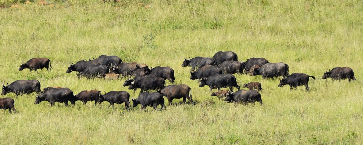 Buffalo Baby Boom