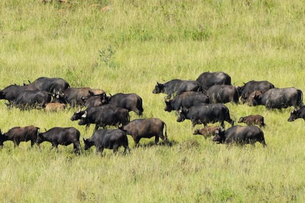 Buffalo Baby Boom