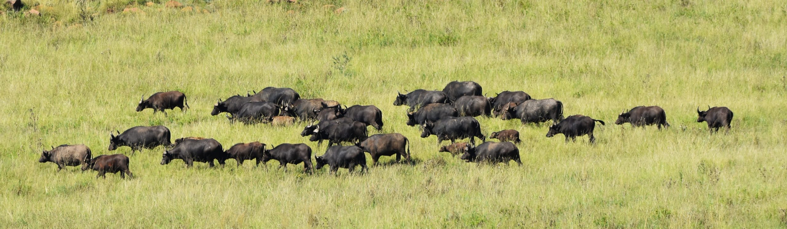 Buffalo Baby Boom