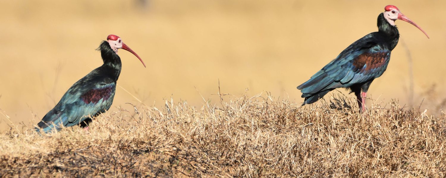 Southern Bald Ibis