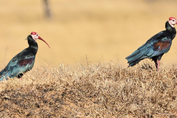 Southern Bald Ibis