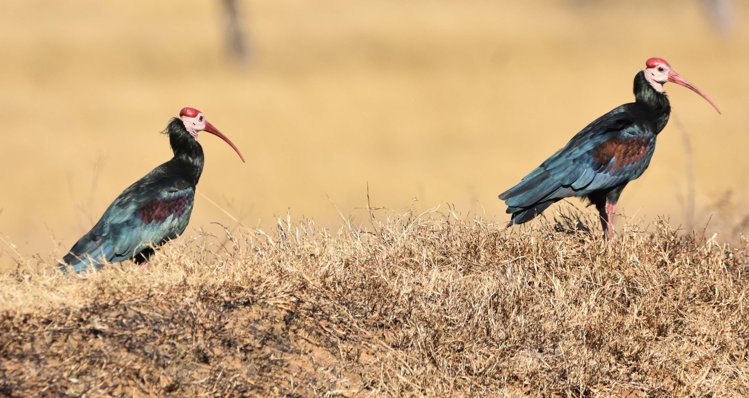 Southern Bald Ibis